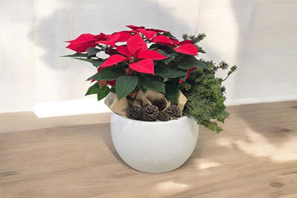 Poinsettia Pot